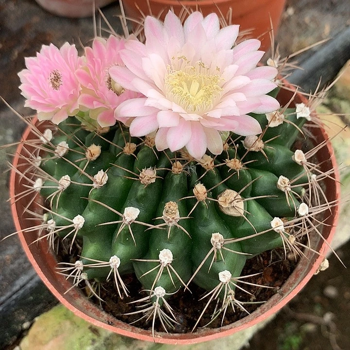 完全开放清*色仙人球实生翠皇冠