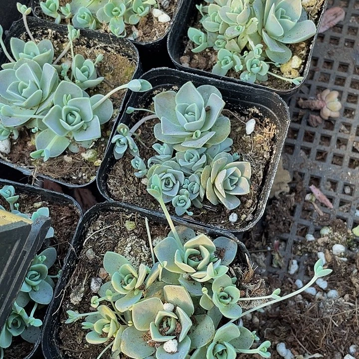 子持莲华2.8带盆土