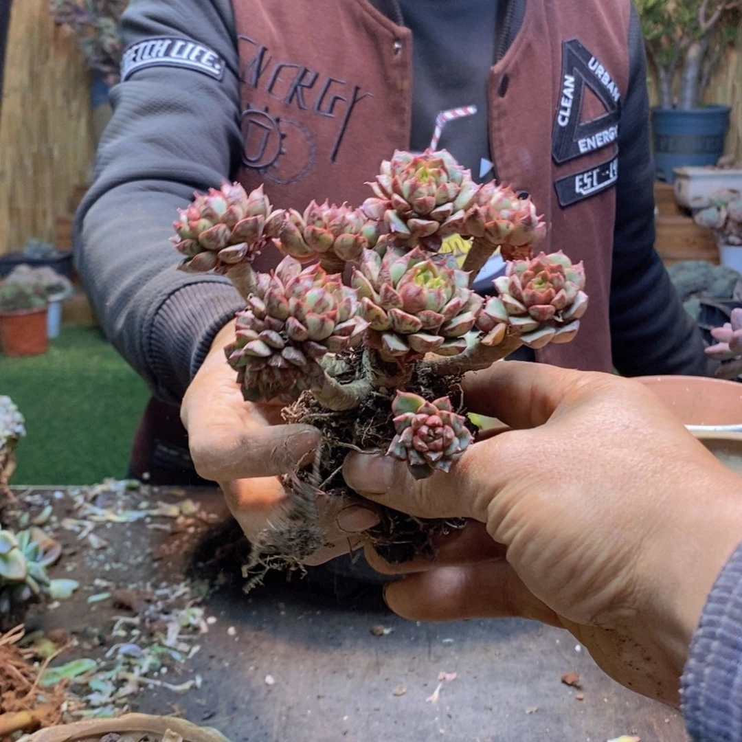 心*229号雪燕老桩