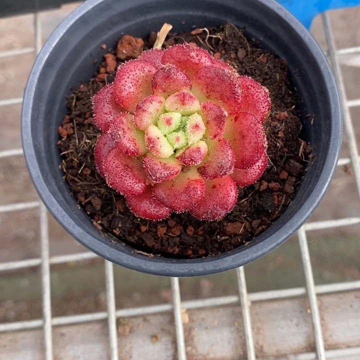 伯克利和格兰的故事是一