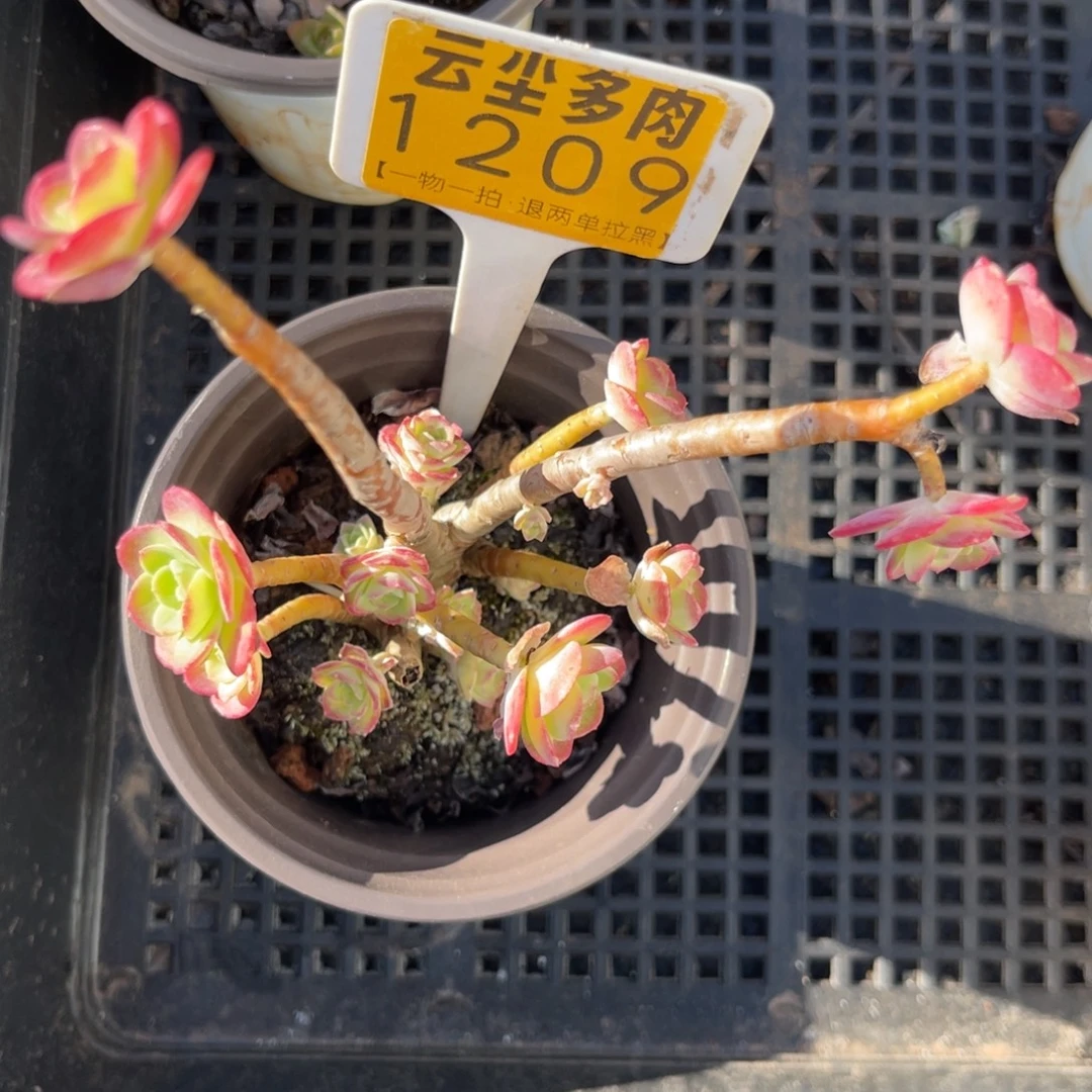 云尘多肉一物一拍1209