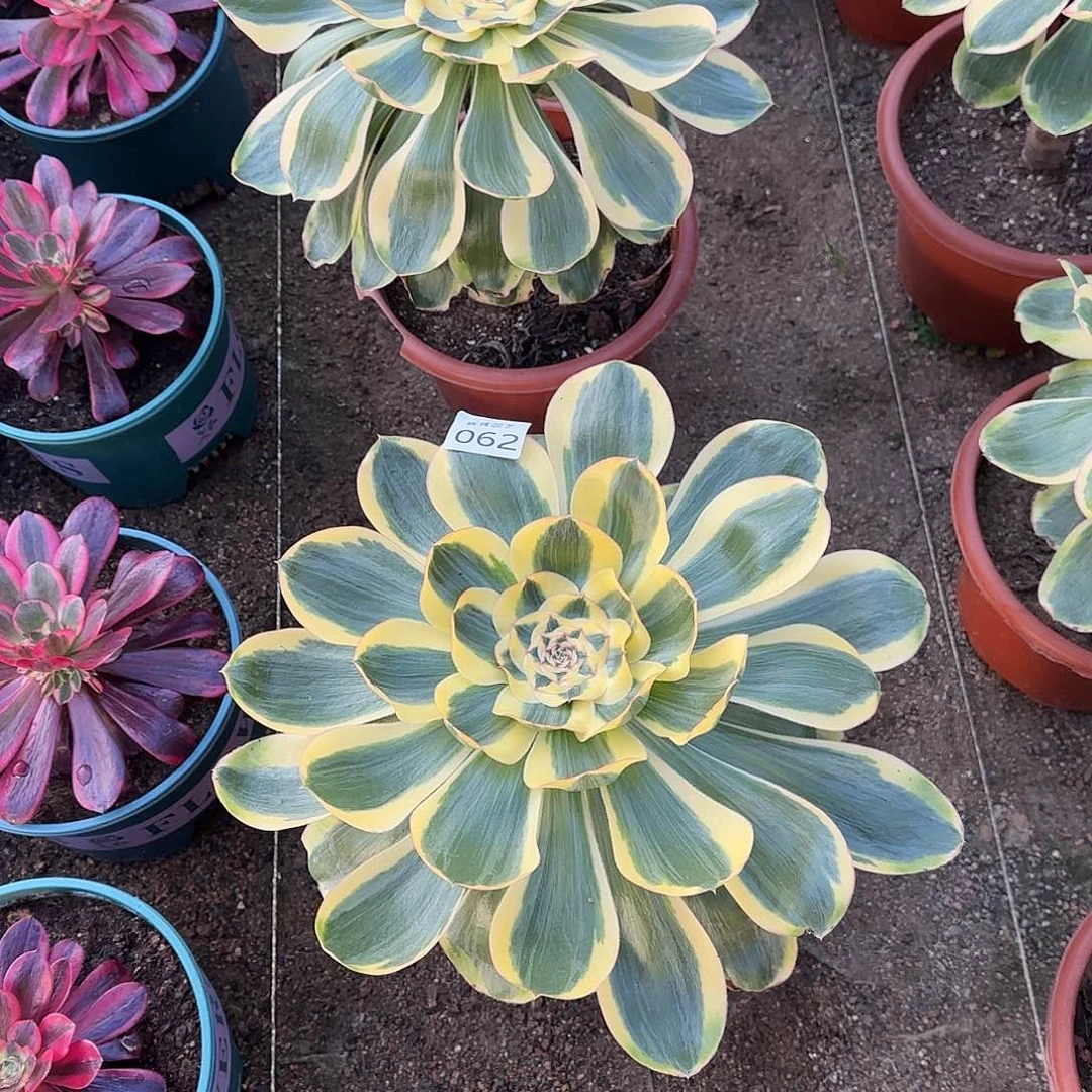 多肉植物王妃062