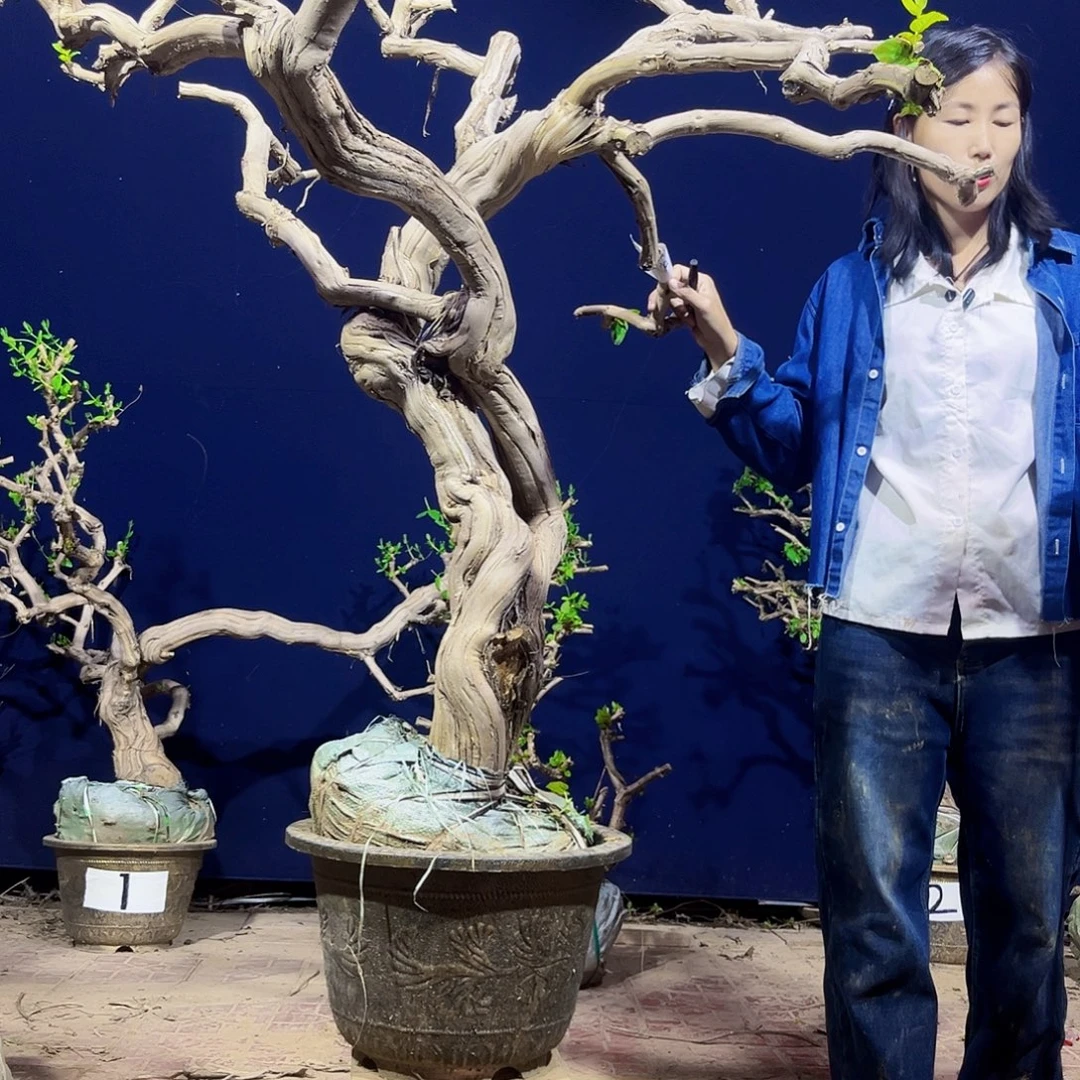 无花朵金银花老桩