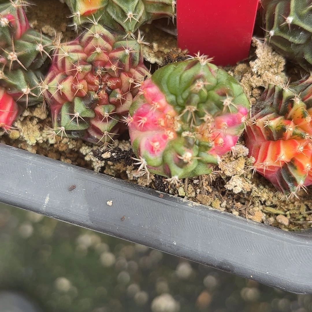 你***粑72-1113泰国发货多肉