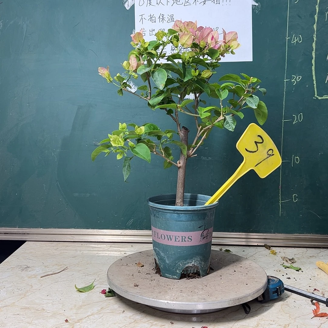 完全开放  绿叶五宝 39