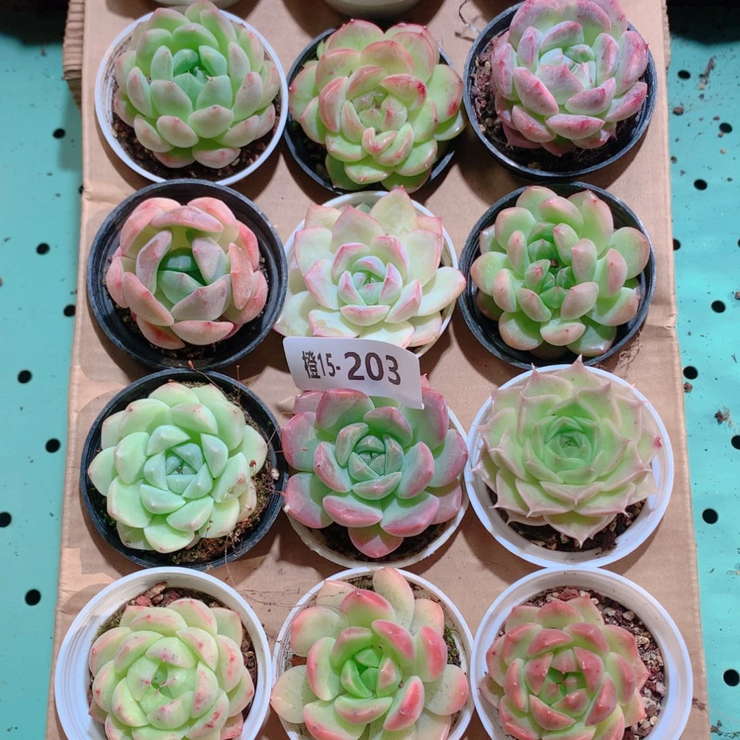 15-203一物一拍多肉带盆18颗