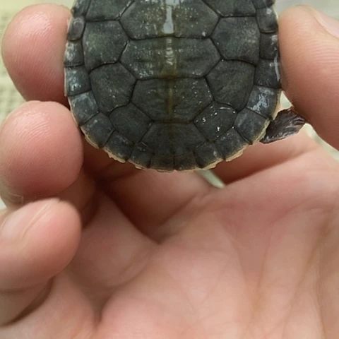 绿毛龟不分公母88888