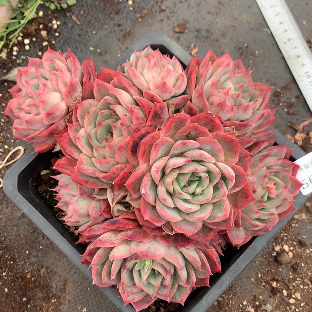 5698杂交多肉老桩