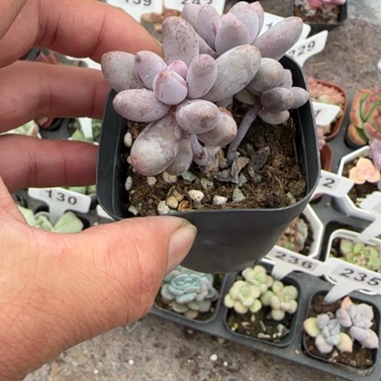 156汤圆多肉植物的