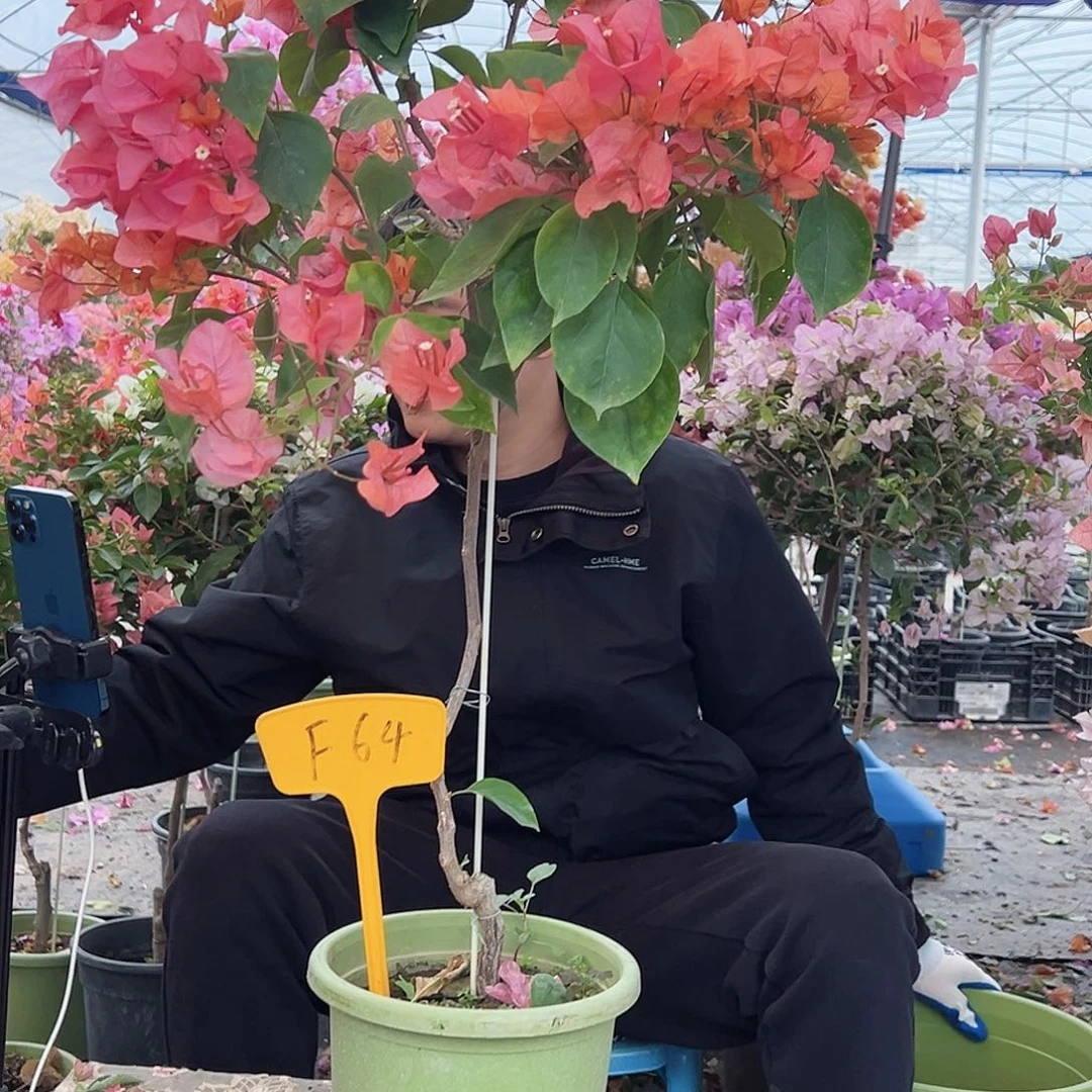 梅***频大部分花苞少量开放F64波妹