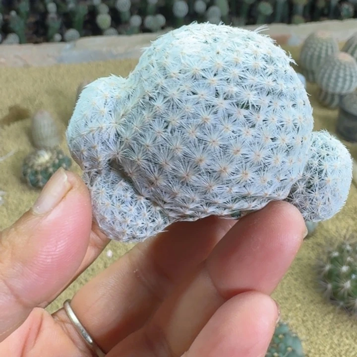 仙人球，白鸟，有根