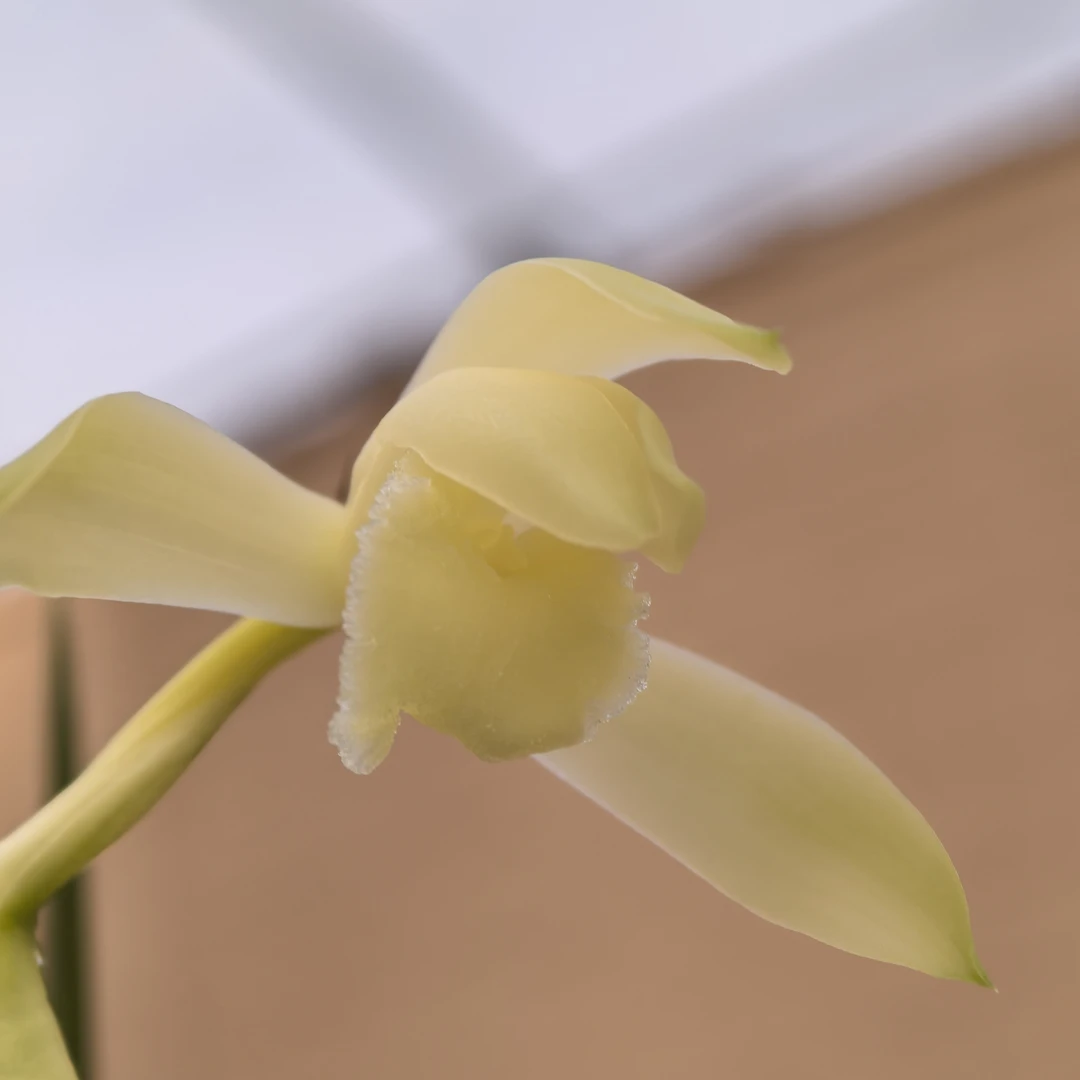 兰花一物一拍，以展示商品为准