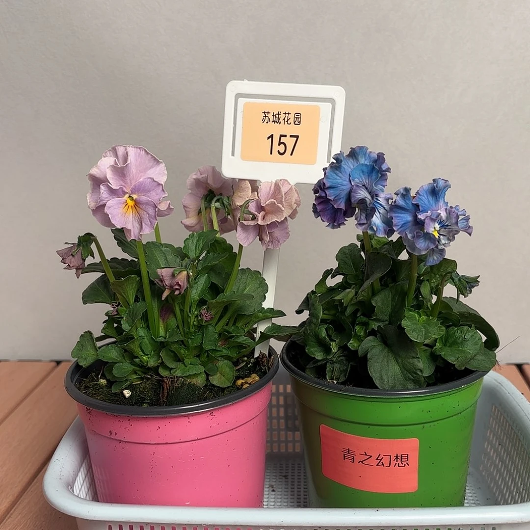 大部分开放少量花苞157