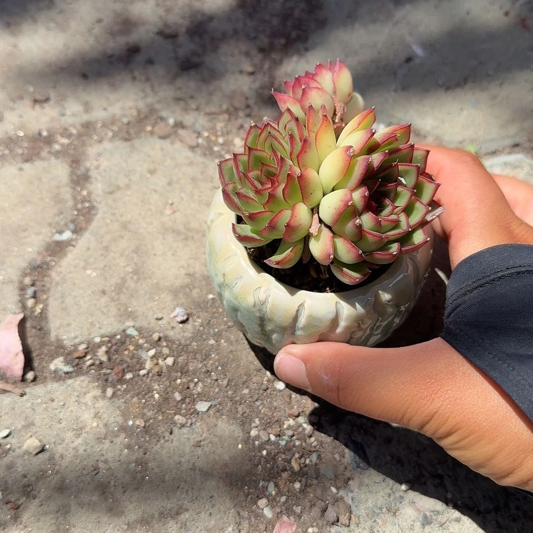 萤火虫带盆多肉植物