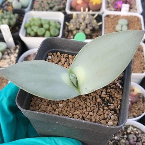 多肉肉锥 5头翔凤