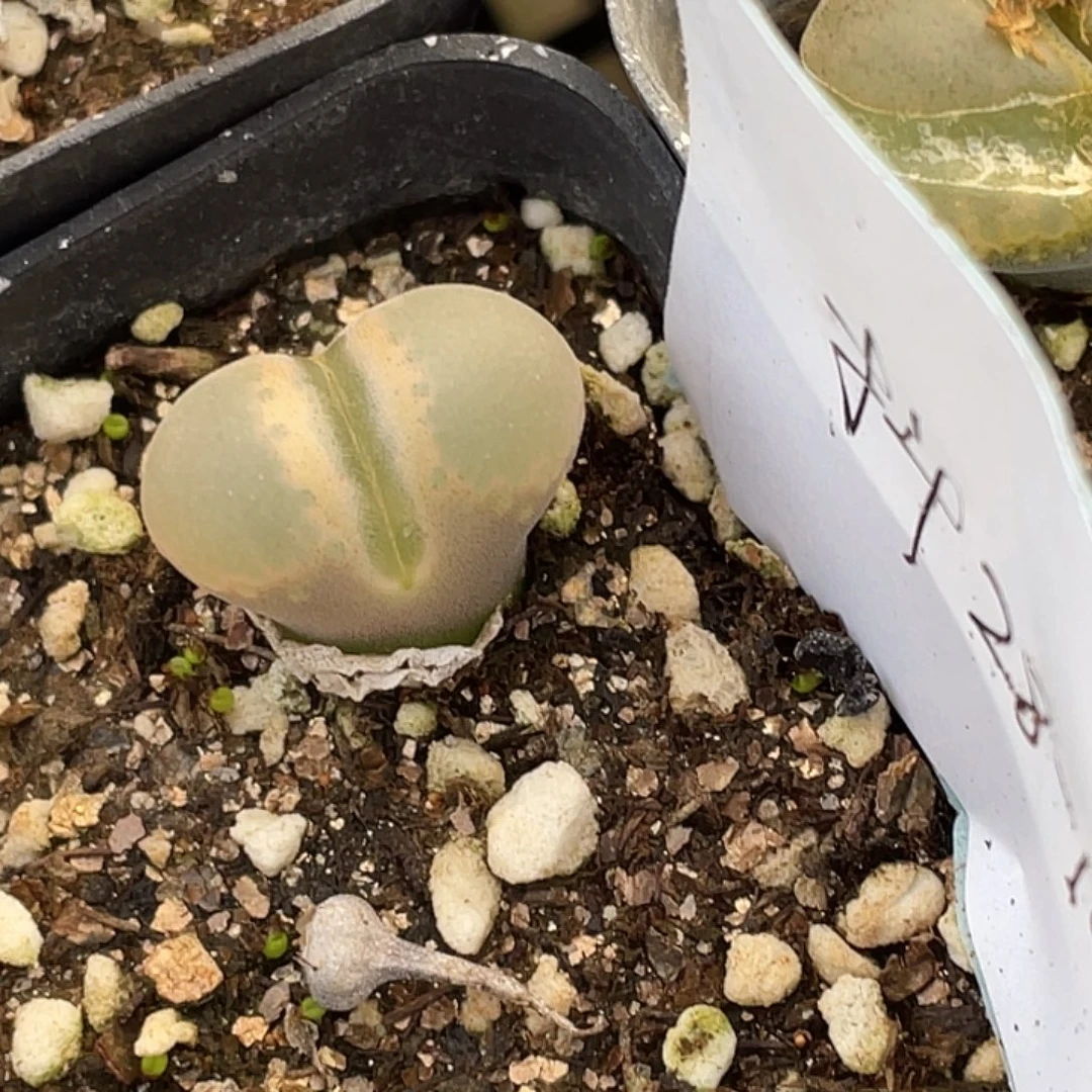 28-165风铃多肉植物