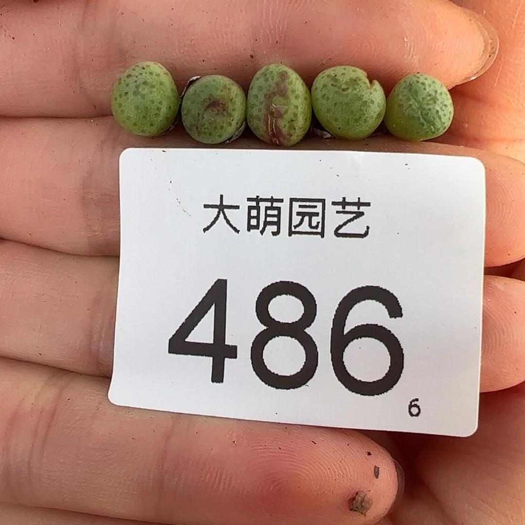 0000486量拍CR1343 小黄瓜斑马5颗