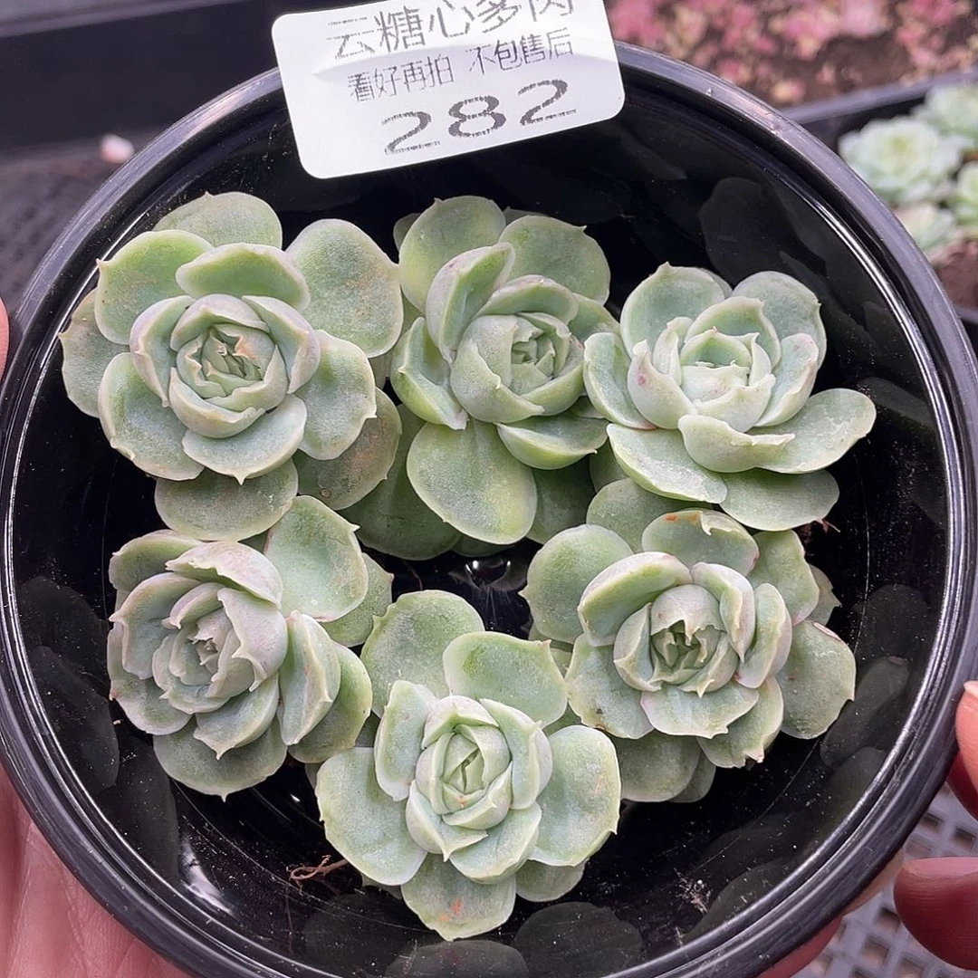 云糖心多肉植物282