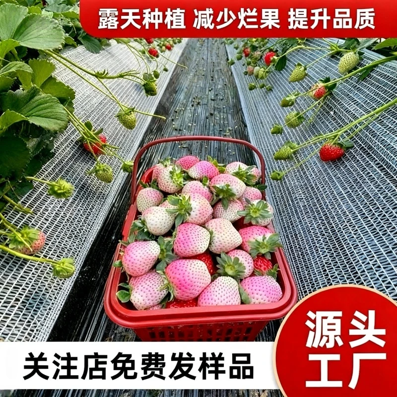 地栽草莓托果网隔离网草莓专用托果网垫网高架温室大棚草莓果托网