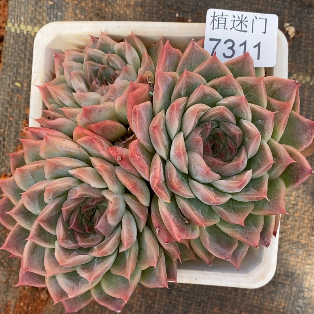 陈***糖杂交精品多肉7311~12厘米