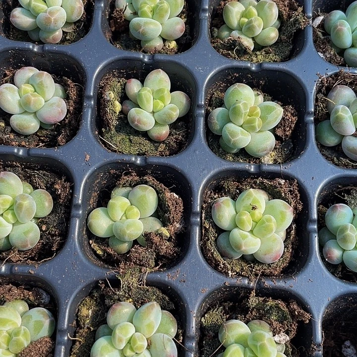 小咖啡豆1.5带土发货