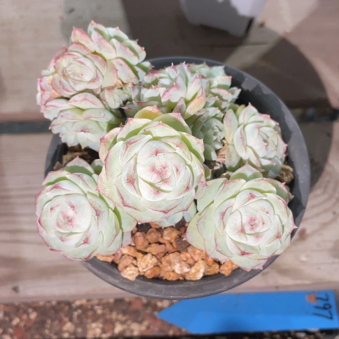 优选白底蕾丝边女王1688