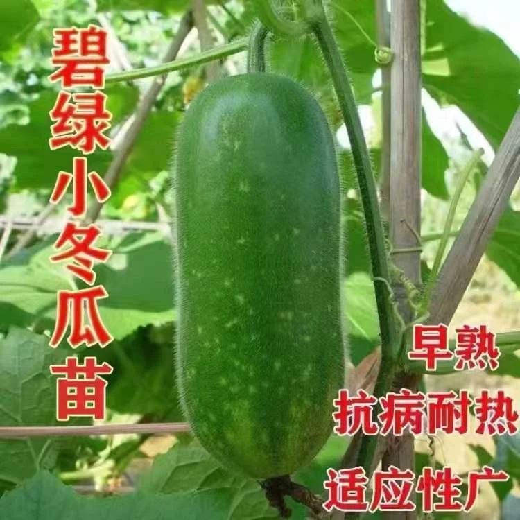 冬瓜苗冬瓜秧苗小冬瓜苗瓜粉冬瓜苗黑冬瓜苗青皮冬瓜苗各种菜种子