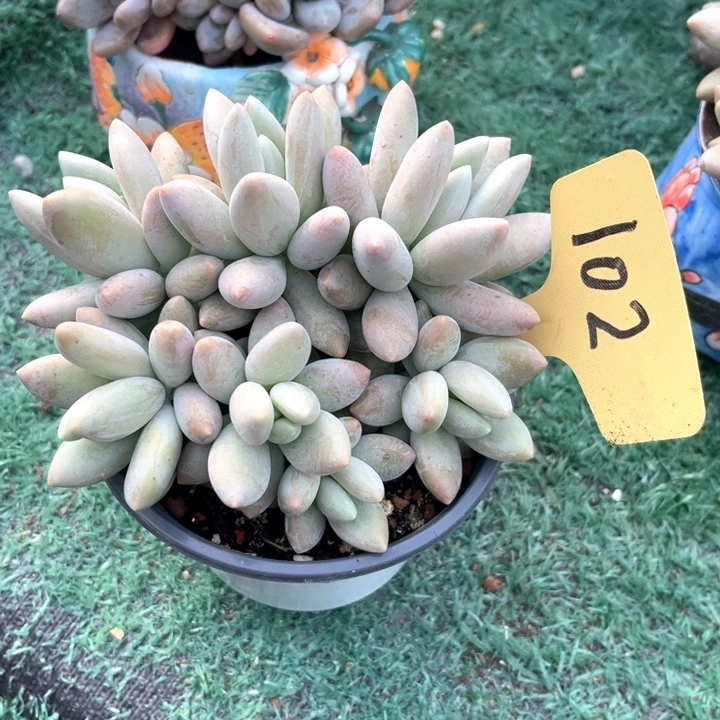 白兰地102号码牌子的话