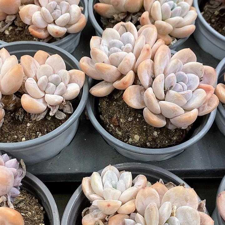 64。香玉。双头起。福利多多