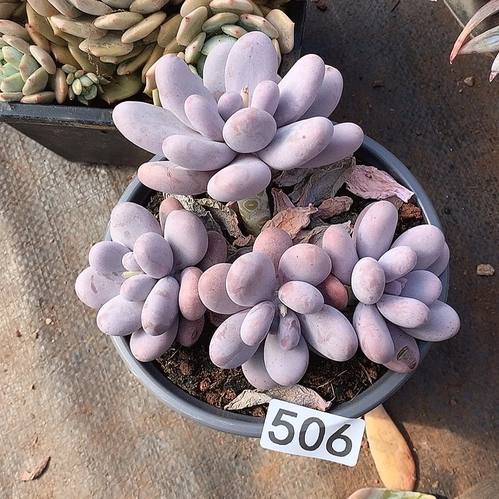 506奶酪 一物一拍多肉