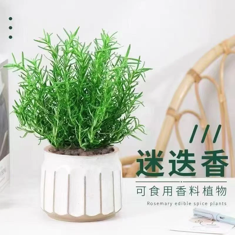 新鲜可食用香草迷迭香小苗大苗耐热驱蚊虫净化空气植培绿植