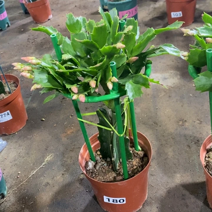 大部分花苞少量开放?****?180红索