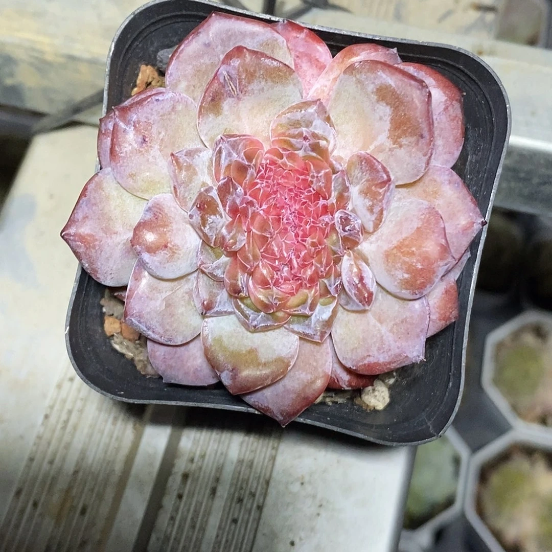 糖心缀化多肉植物