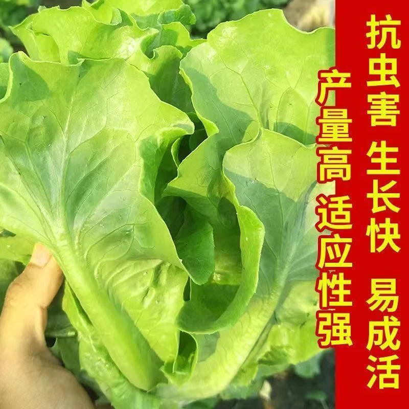 意大利生菜苗脆嫩蔬菜苗正宗生菜蔬菜耐寒耐热秧苗四季可种蔬菜苗