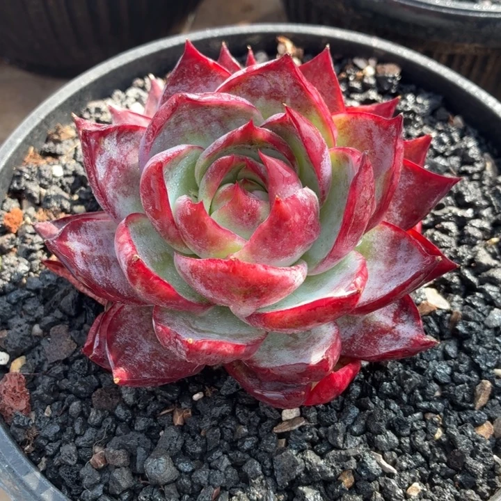 多肉植物惊鸿福利