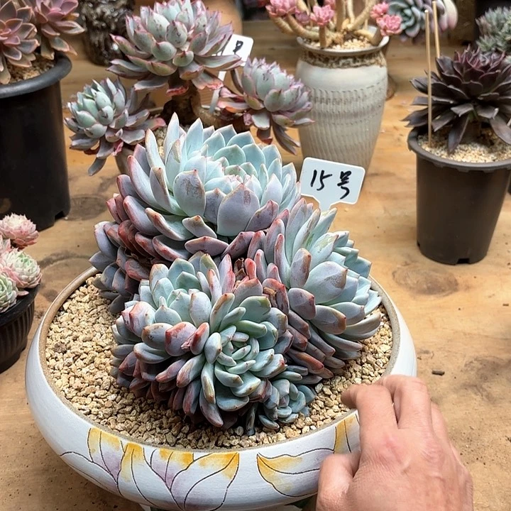 英*多肉植物，橙梦露缀