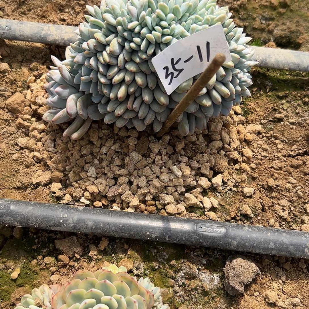叮*35-11橙子缀多肉