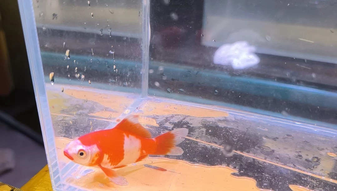 金鱼品相自鉴全场包邮