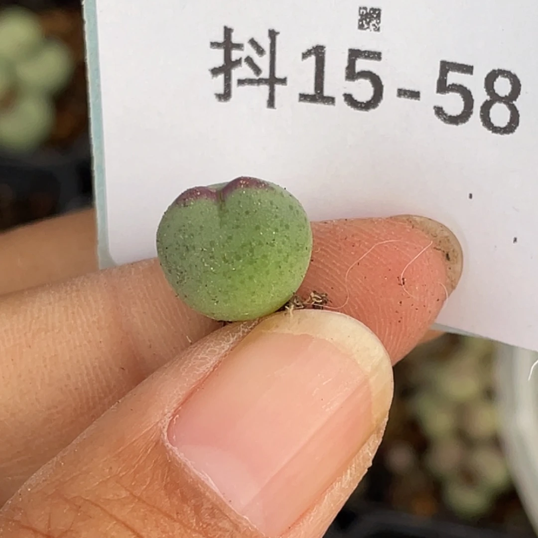 ****子15-58肉锥多肉植物