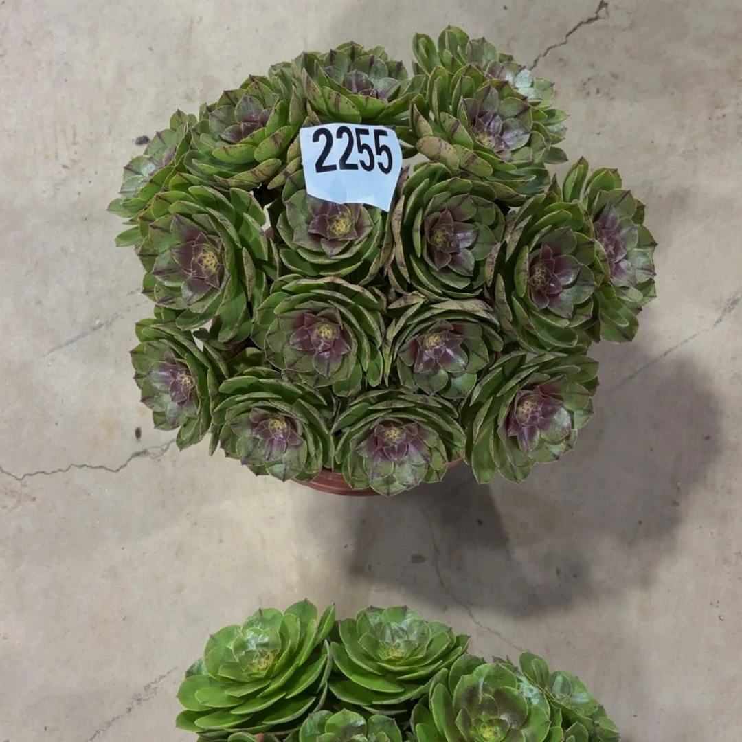 整***猫无花朵2255万拉丝11111