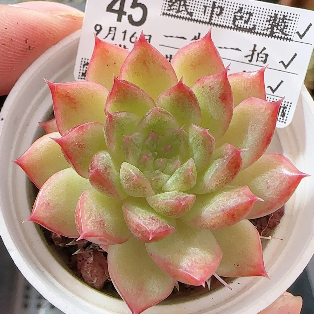 多肉0916--45福利