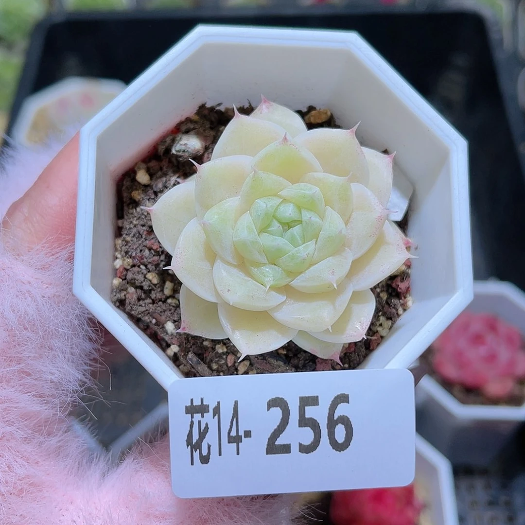 花利美14-256麦秆