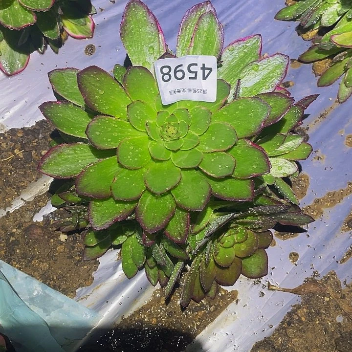 4598孔雀翎带万圣节多肉植物