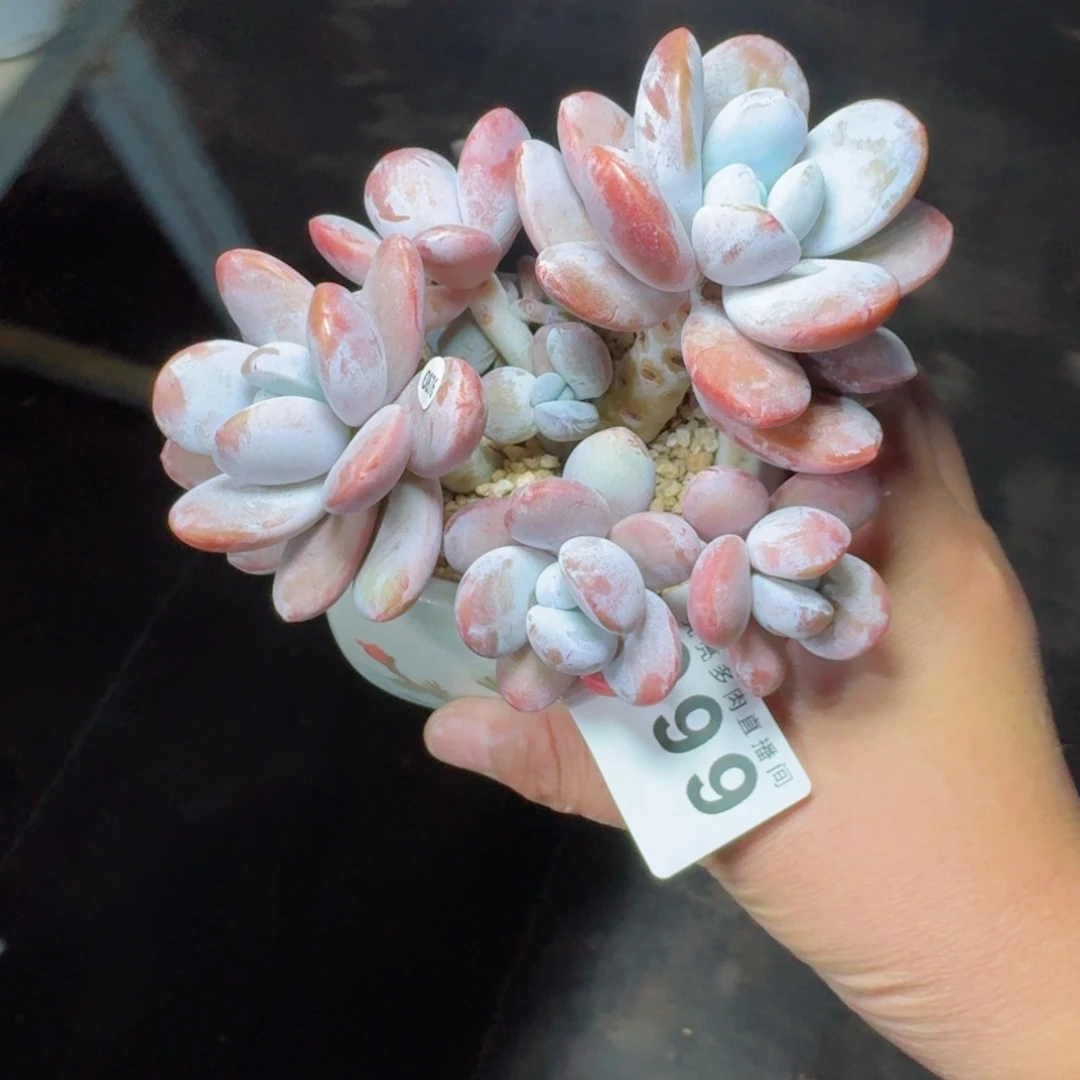 雪美人          摇身一变高富帅，一夜暴富动作快