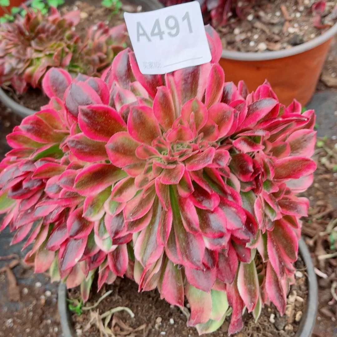 491号洛神缀化多肉