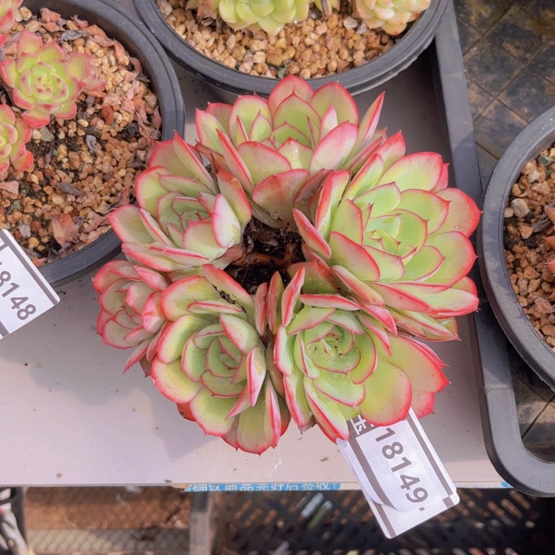 牡丹亭多肉植物18149