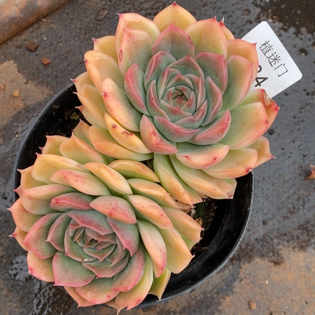 用****逢杂交精品多肉234