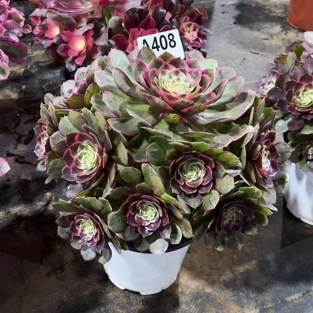 多肉植物粉花妖408多肉