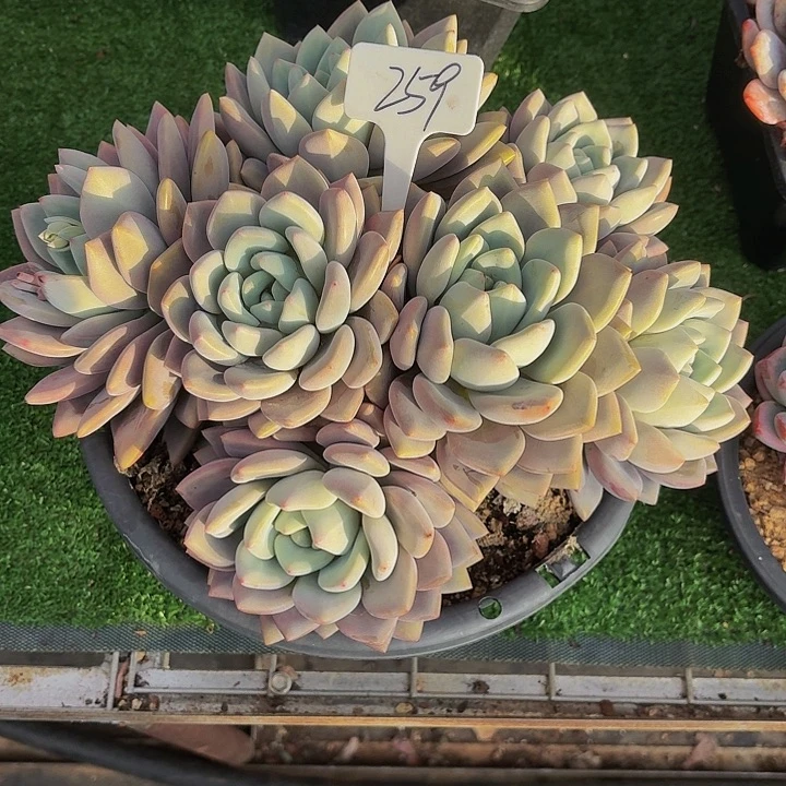 木***贝丽娟花卉桃梦多头