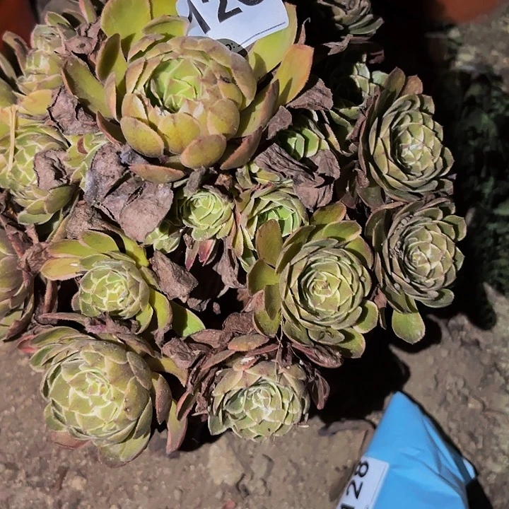 126孔雀翎多肉植物不售后